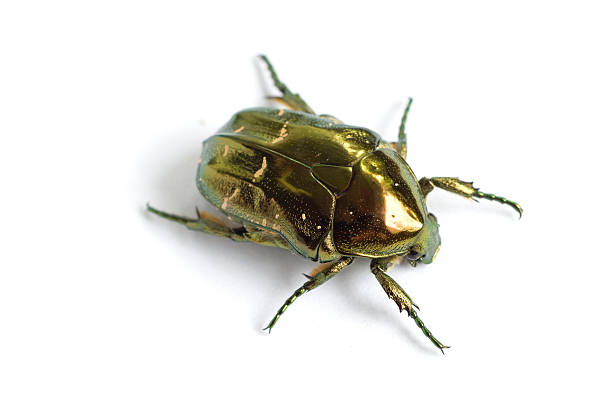 cockchafer - foto stock