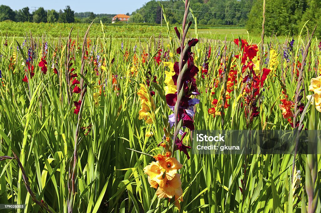 Gladioli - 로열티 프리 글라디올러스 스톡 사진