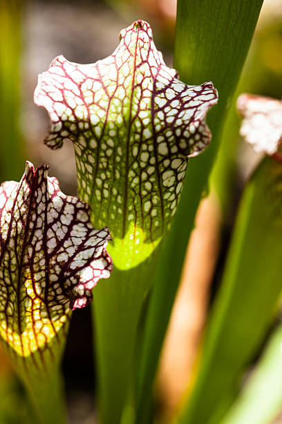 istock Nepenthe tropical carnivore plant 179028326