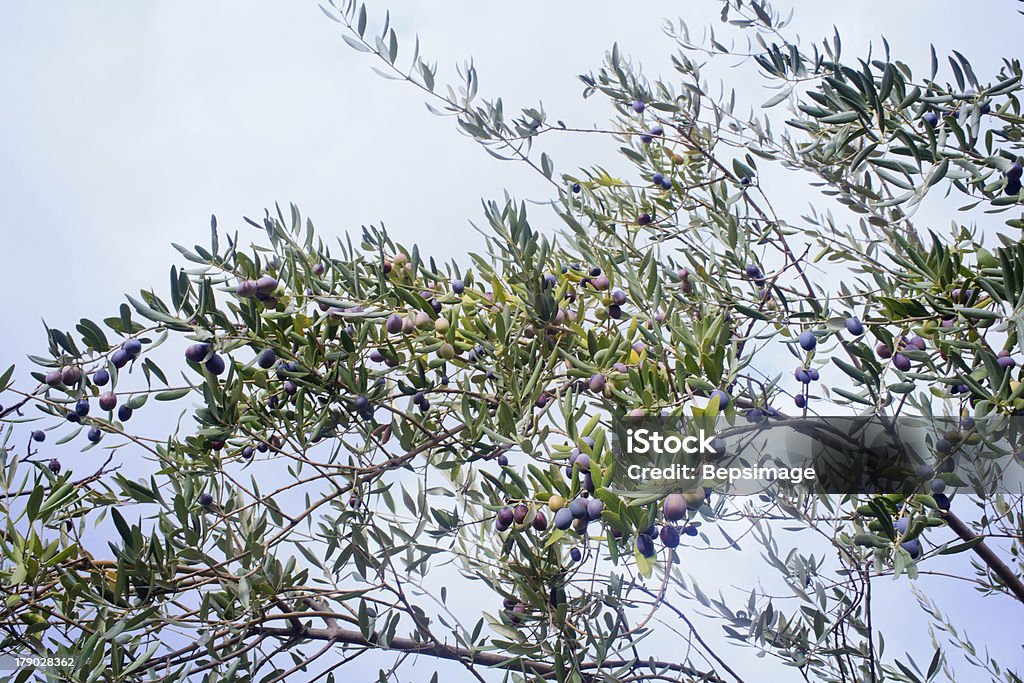 Azeitonas harvest - Foto de stock de Agricultura royalty-free