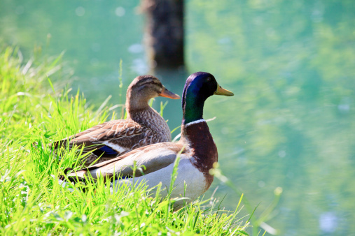 Photo of Ducks, Taglio river in Cervignano
