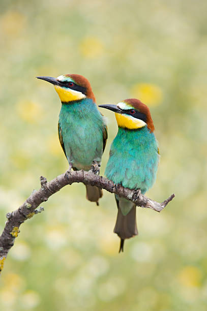 istock Couple of birds 179028508