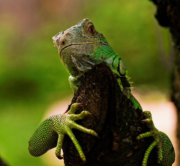 istock portrait about a green iguana 179028572