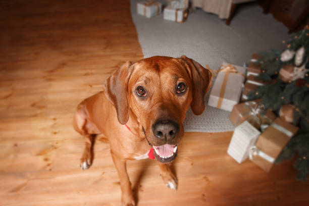 Rhodesian Ridgeback dog, holiday, New Year, interior, christmas