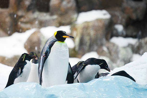 ウミウシペンギン - penguin walking water adult ストックフォトと画像