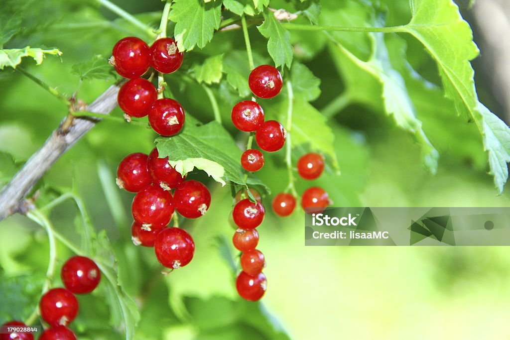 Red currants Red currants on the branch Berry Fruit Stock Photo