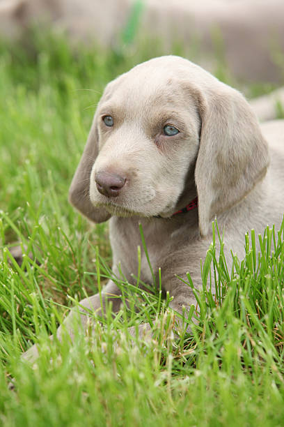 istock Weimaraner Vorsterhund puppy lying in the grass 179029084