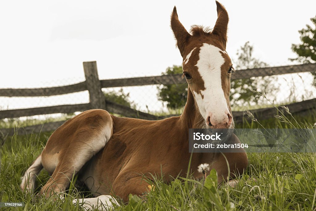 chestnut Fohlen Schlafen - Lizenzfrei Fohlen Stock-Foto