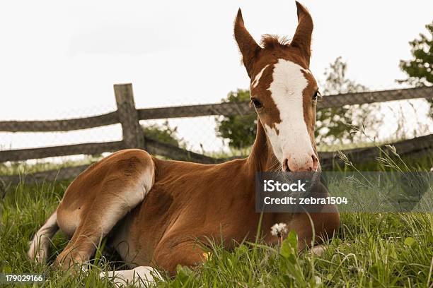 チェスナッツの子馬ベッド - ウマのストックフォトや画像を多数ご用意 - ウマ, 人物なし, 写真