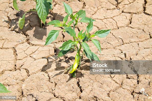 Photo libre de droit de Poivron Vert Droughtness Et Jeune Plant banque d'images et plus d'images libres de droit de Objet ou sujet détouré - Objet ou sujet détouré, Poivron vert, Croissance