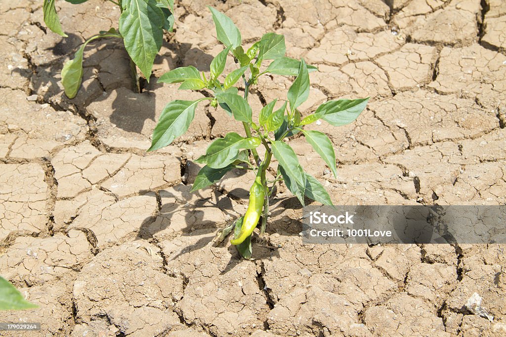 Droughtness и молодой зеленый перец растение - Стоковые фото Зёленый болгарский перец роялти-фри