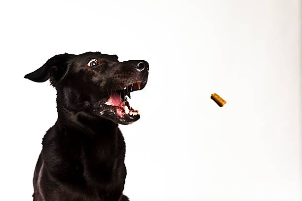 Black Labrador catching for Food Black Labrador catching for Food, isolated on white eye catching stock pictures, royalty-free photos & images