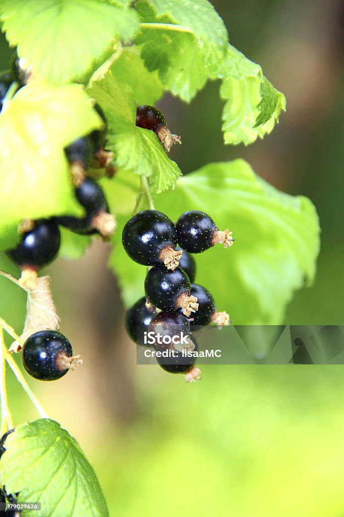 Grupo de blackcurrant - Foto de stock de Aire libre libre de derechos