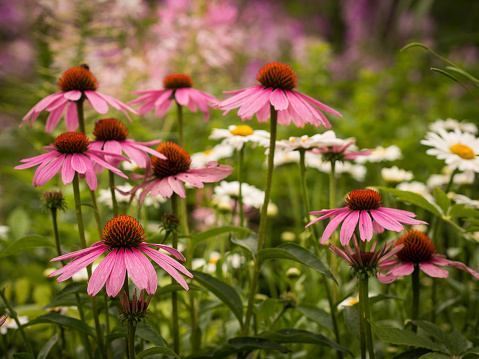 Summer blooms in shades of pink and white, including coneflowers (Echinacea) and daisies, paint a lovely and refreshing picture of the season.
