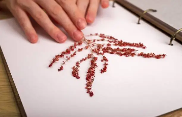 Hands sticking floral plant in herbarium book