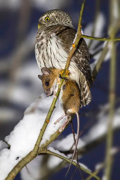 Photo of The Eurasian Pygmy Owl, Glaucidium passerinum