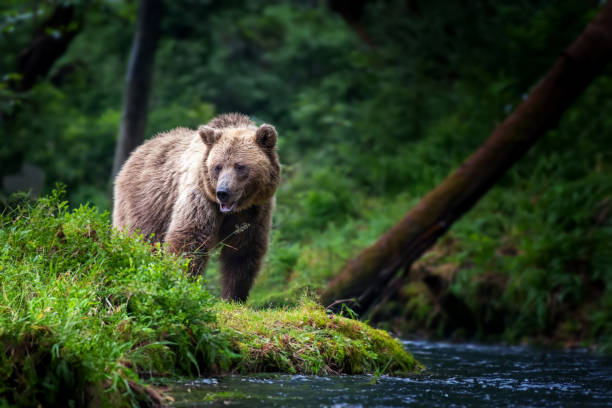 istock Big brown bear in the forest with river 1790299295