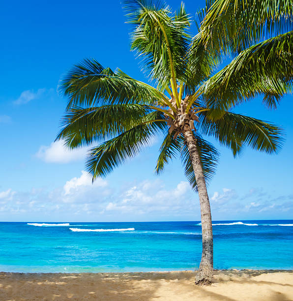 istock Palm trees on the sandy beach in Hawaii 179029952