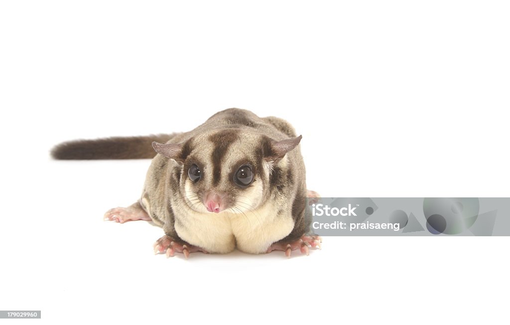 Femmina sugarglider - Foto stock royalty-free di Animale