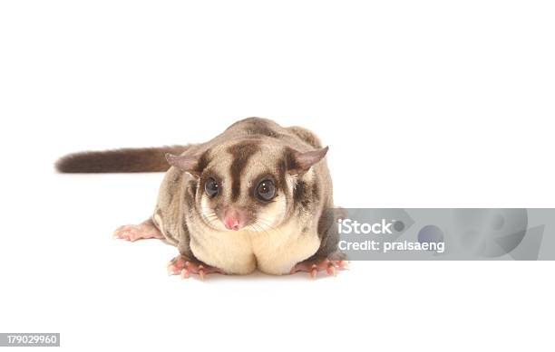 Femmina Sugarglider - Fotografie stock e altre immagini di Animale - Animale, Composizione orizzontale, Fauna selvatica