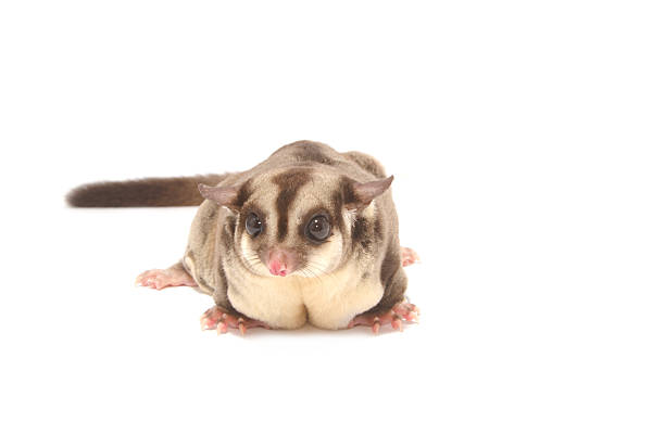 istock female sugarglider 179029960