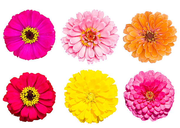 istock Collection of zinnia flower 179030127