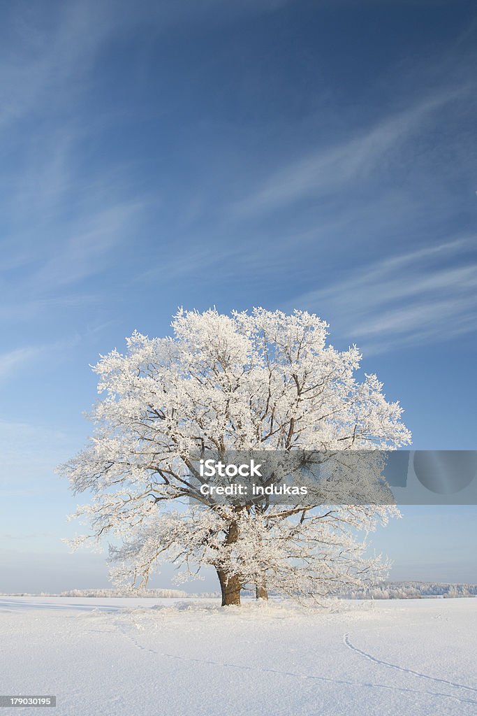 Neve winterday - Foto de stock de Azul royalty-free