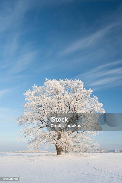 Foto de Neve Winterday e mais fotos de stock de Azul - Azul, Beleza natural - Natureza, Branco