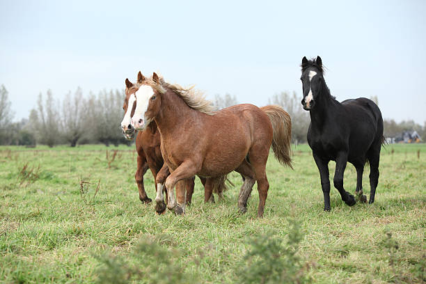 istock Batch of young welsh ponnies running 179030246