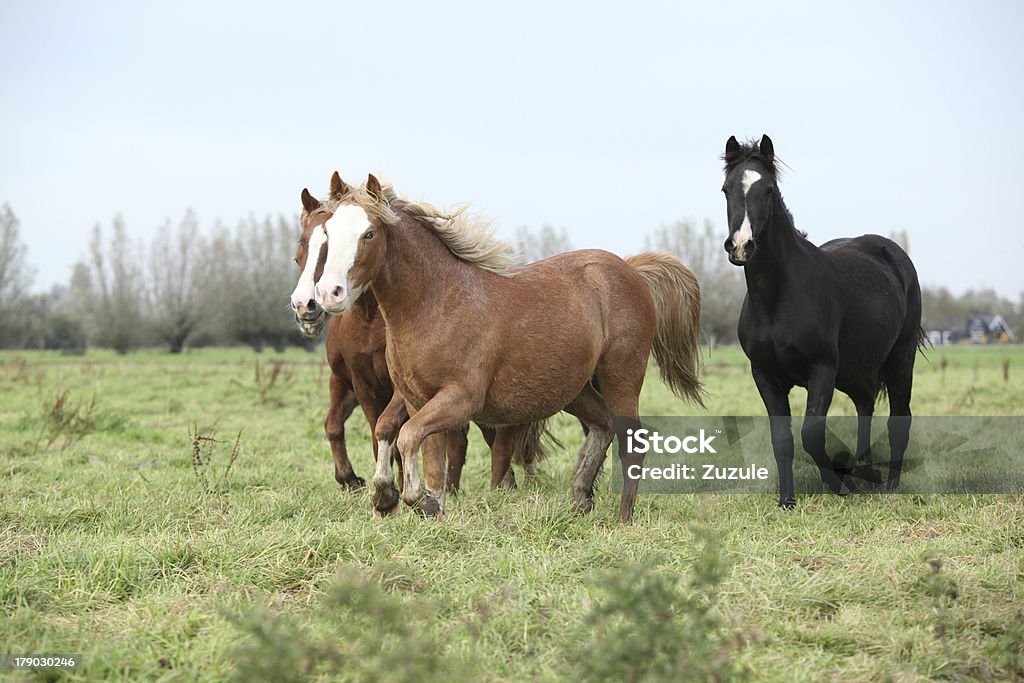 Lote de jovem welsh ponnies corrida - Foto de stock de Alazão - Cor de Cavalo royalty-free