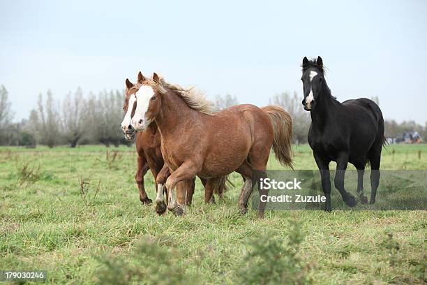 Foto de Lote De Jovem Welsh Ponnies Corrida e mais fotos de stock de Alazão - Cor de Cavalo - Alazão - Cor de Cavalo, Animal, Animal doméstico