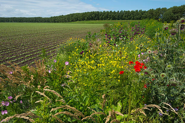 Wild flowers and vegetables in a field in summer