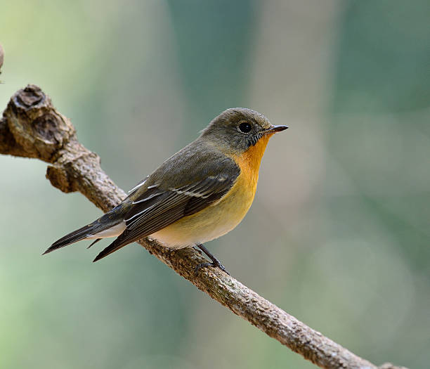 istock Cute female, juvenile Mugimaki Flycatcher with very nice details 179030362