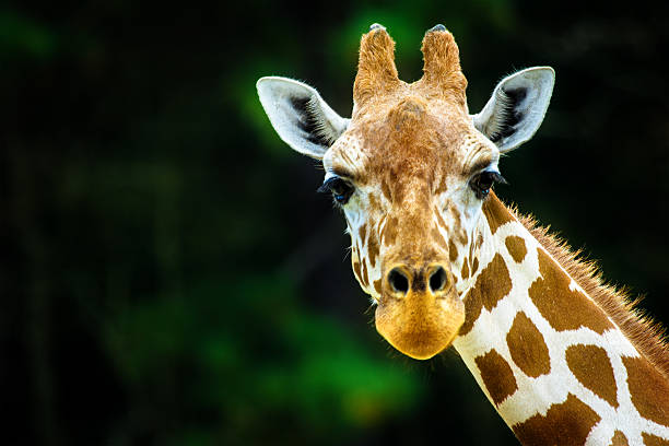 die giraffe - giraffe stock-fotos und bilder