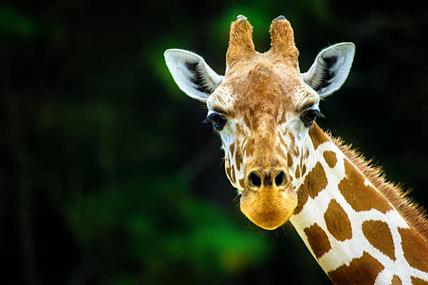 이 기린과 - animal animal neck cute safari animals 뉴스 사진 이미지