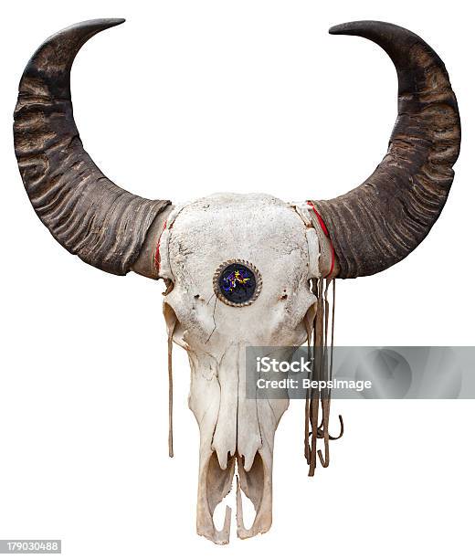 Buffalo Skull Stock Photo - Download Image Now - American Bison, Animal, Animal Body Part