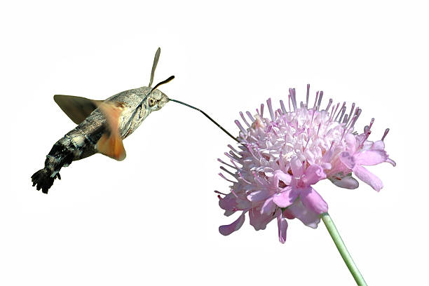 Isolated Hummingbird Hawk-moth butterfly (Macroglossum stellaterum) in flight feeding flower on white background