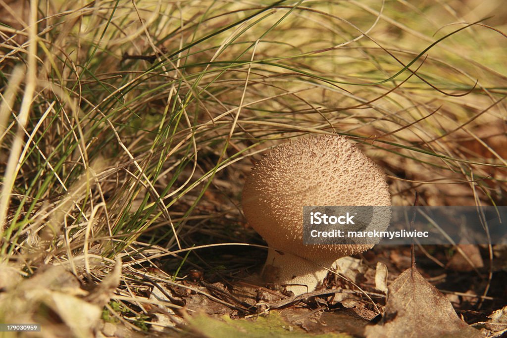 mushroom in the grass. mushroom in the grass. In the forest. Autumn Stock Photo