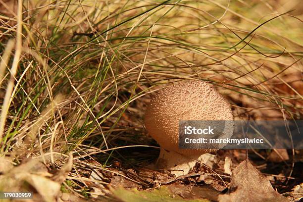 Mushroom In The Grass Stock Photo - Download Image Now - Autumn, Boletus, Color Image