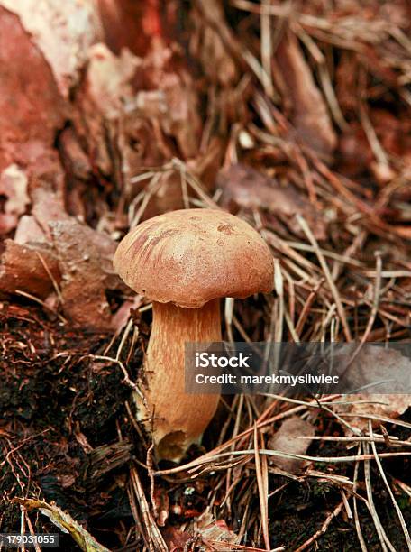 Foto de Bay Piperatus Na Grama e mais fotos de stock de Alimentação Saudável - Alimentação Saudável, Apanhar cogumelos, Boletus Sp