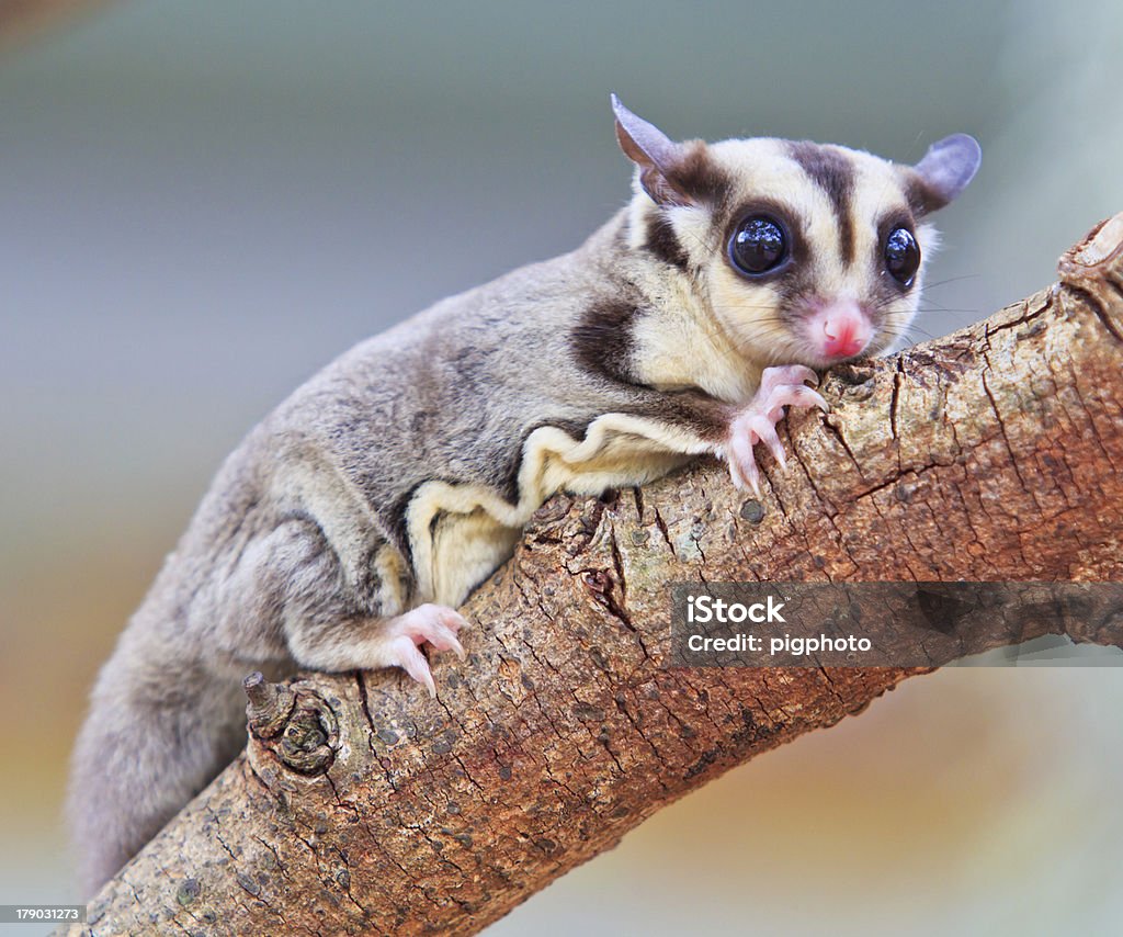 sugar glider Sugar glider lived in continent Austen lick Alertness Stock Photo