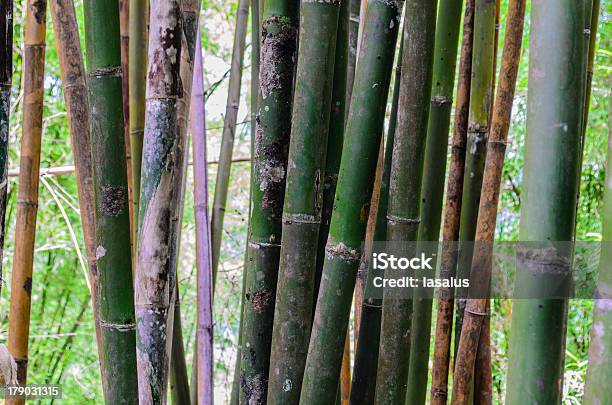 Photo libre de droit de Zoom En Bambou Thaïlandais banque d'images et plus d'images libres de droit de Abstrait - Abstrait, Arbre, Arbre tropical