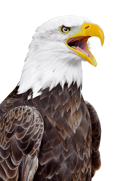 Isolated portrait of Bald eagle Portrait of bald eagle (Haliaeetus leucocephalus) uttering a cry isolated on white background bald eagle photos stock pictures, royalty-free photos & images