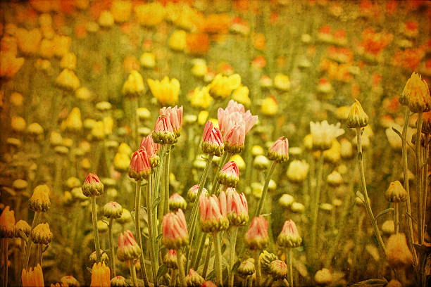 istock Beautiful yellow chrysanthemum flowers 179031911