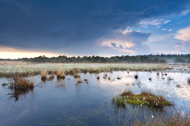 istock water on swamps after the rain 179032098