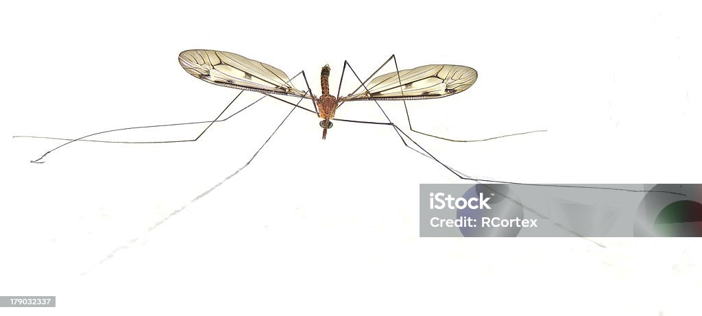 Mosquito Fitófago Giant mosquito, Fly - Insect Stock Photo