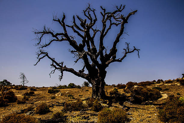 Old tree, Corsica stock photo