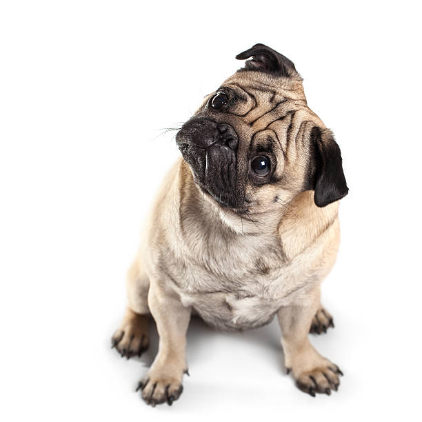 istock Sitting Pug isolated on White Background. Eyes in focus 179032506