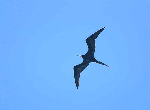 Frigate bird in flight stock photo