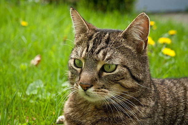 istock House Cat Portrait 179032734